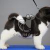 Akita Puppy for Sale - Dav Pet Lovers