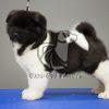 Akita Puppy - Dav Pet Lovers