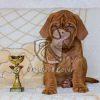 French Mastiff Puppy for Sale in Delhi Ncr, Dav Pet Lovers, french mastiff puppy, french mastiff puppies for sale