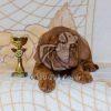 French Mastiff Puppy Sale - Dav Pet Lovers