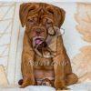 French Mastiff - Dav Pet Lovers