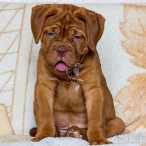 French Mastiff - Dav Pet Lovers