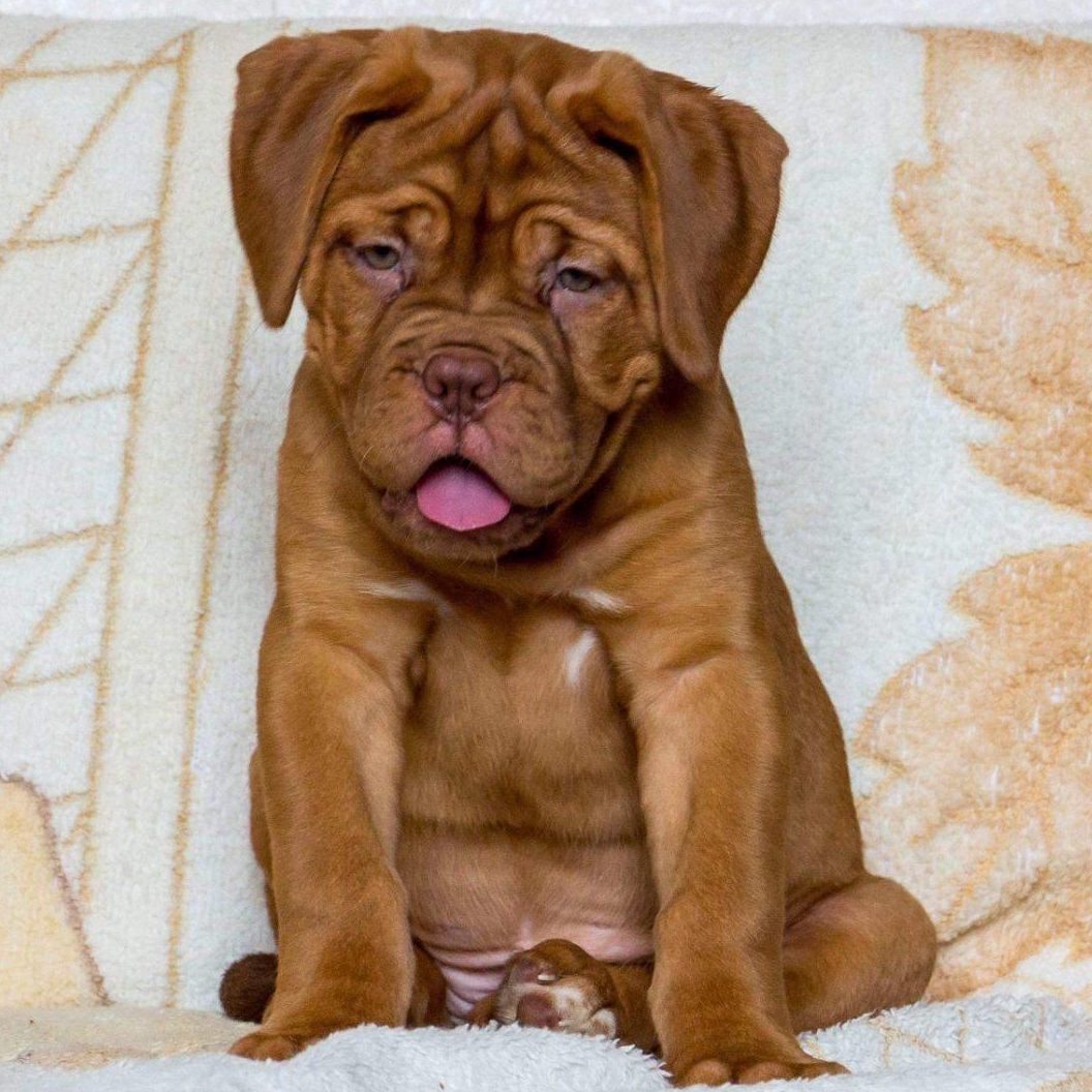 French Mastiff - Dav Pet Lovers