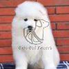 Samoyed Puppy - Dav Pet Lovers