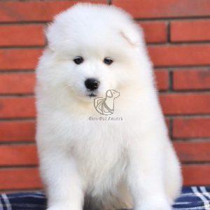 Samoyed Puppy - Dav Pet Lovers