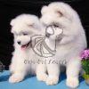 Cute Samoyed Puppies - Dav Pet Lovers