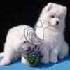 Samoyed Puppies on Sale in Delhi - Dav Pet Lovers