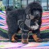 Black Tibetan Mastiff, Dav Pet Lovers, Tibetan mastiff puppy, tibetan mastiff puppies