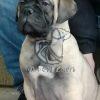 Bullmastiff Puppy Sale, bullmastiff dog, bullmastiff puppies for sale davpetlovers