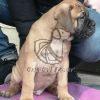 Bullmastiff Puppy for Sale at Best Price - Dav Pet Lovers