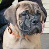 Bull Mastiff - Dav Pet Lovers