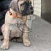 Bullmastiff Puppy for Sale - Dav Pet Lovers