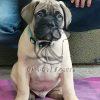 Bullmastiff Puppy - Dav Pet Lovers