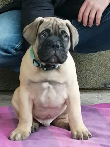 Bullmastiff Puppy - Dav Pet Lovers