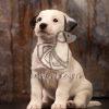 Best Jack Russell Terrier Puppies on Sale- Dav Pet Lovers