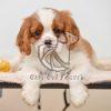 Cavalier King Charles Spaniel - Dav Pet Lovers