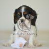 Cute Cavalier King Charles Spaniel - Dav Pet Lovers