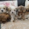 Lhasa Apso Puppies for Sale