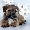 Lhasa Apso - Dav Pet Lovers