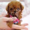 Best Poodle Puppy in Delhi - Dav Pet Lovers