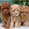 Poodle Puppies - Dav Pet Lovers