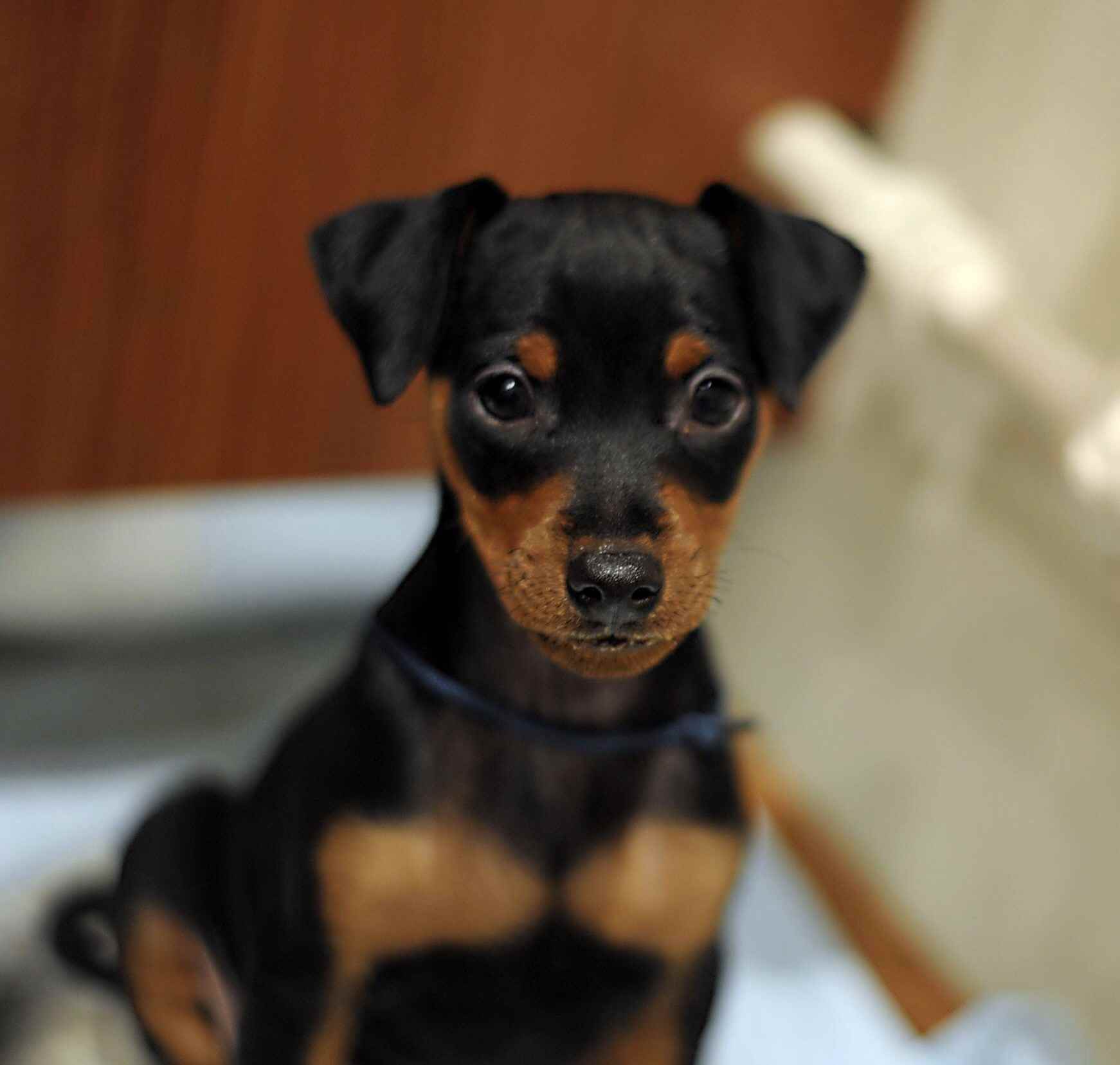 miniature pinscher for sale