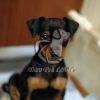 Miniature Pinscher Puppy for Sale