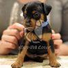 Miniature Pinscher Puppies for Sale