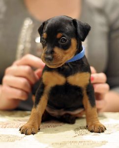 Miniature Pinscher Puppies for Sale