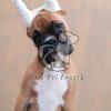 Boxer Puppies Sale near You - Dav Pet Lovers