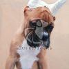 Boxer Puppy Sale in Delhi - Dav Pet Lovers