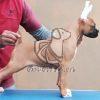 Boxer Puppy Sale - Dav Pet Lovers