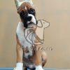 Boxer Puppy for Sale in Delhi Ncr - Dav Pet Lovers