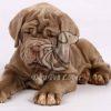 Neapolitan Mastiff for Sale - Dav Pet Lovers