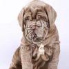 Neapolitan Mastiff Sale - Dav Pet Lovers