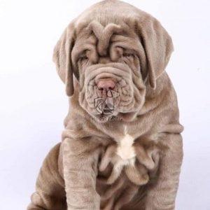 Neapolitan Mastiff Sale - Dav Pet Lovers