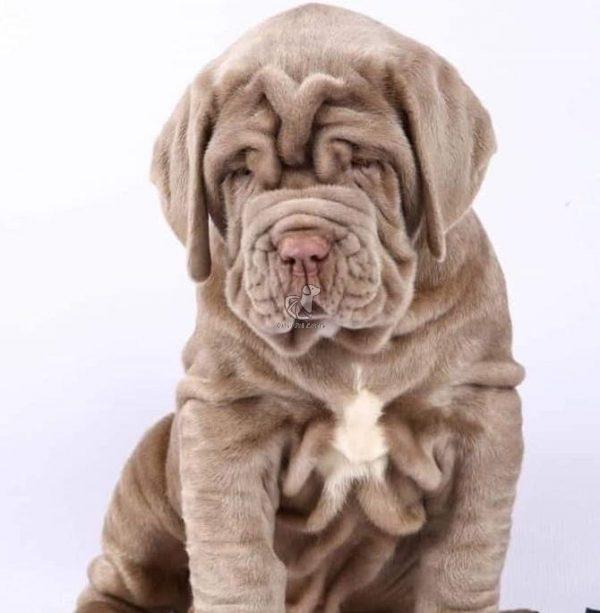 Neapolitan Mastiff Sale - Dav Pet Lovers