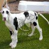 Great Dane Puppies Sale - Dav Pet Lovers