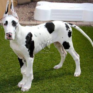 Great Dane - Dav Pet Lovers