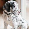 Great Dane Puppies - Dav Pet Lovers