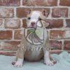 American Bully - Dav Pet Lovers