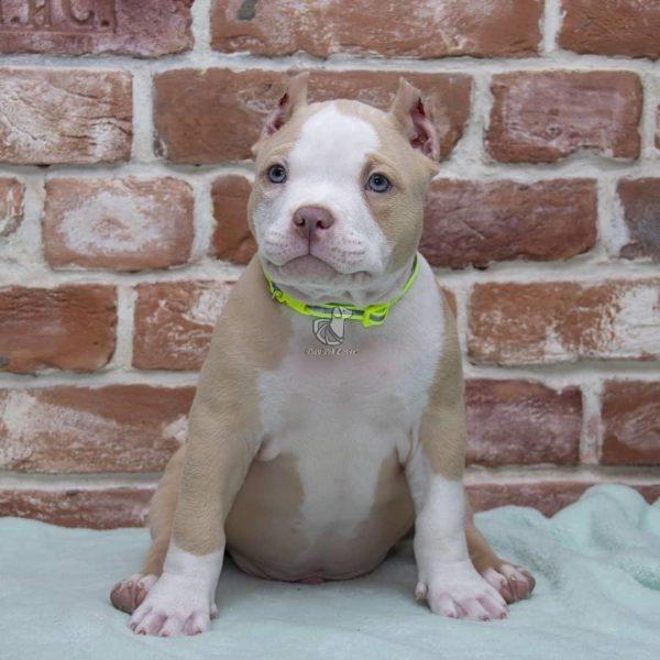 American Bully - Dav Pet Lovers