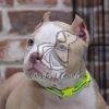 American Bully Puppy for Sale in Delhi - Dav Pet Lovers