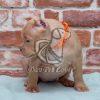 American Bully Puppy Sale - Dav Pet Lovers