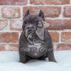 American Bully Puppy - Dav Pet Lovers