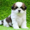 Shih Tzu For Sale