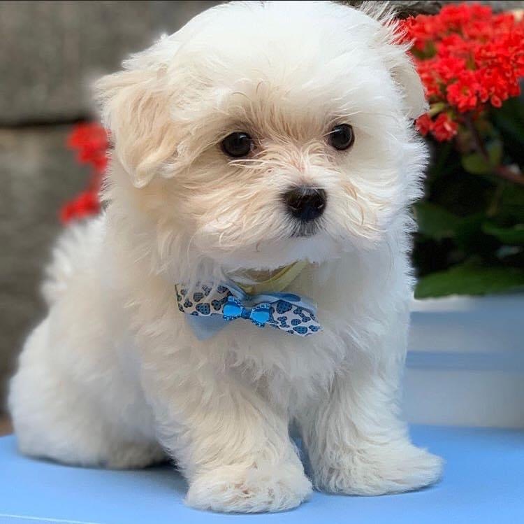 Maltese Puppies for Sale