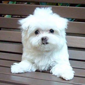 Maltese Puppies on Sale