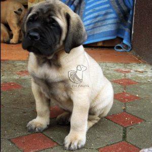 English Mastiff Puppy for Sale