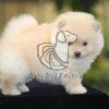 Toy Pom Puppy - Dav Pet Lovers